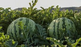 山西太原网红吃瓜