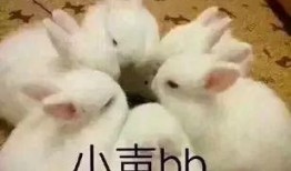 什么兔的网红吃瓜,揭秘娱乐圈幕后真相